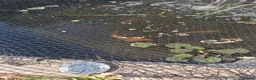 Koi Carp fish for sale: Various Outdoor Pond Fish in Slough - Advert 2
