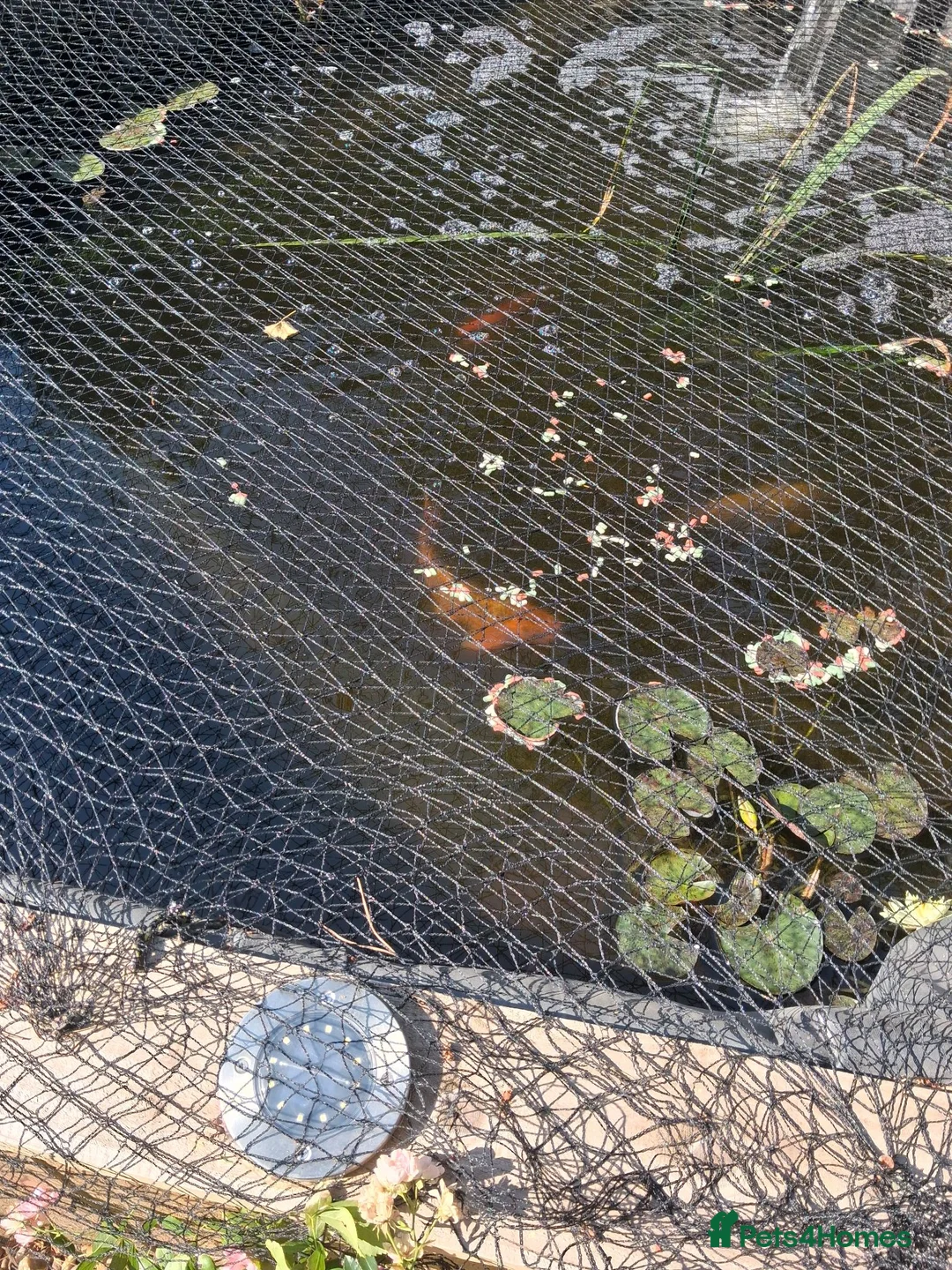 Koi Carp fish for sale: Various Outdoor Pond Fish in Slough - Advert 2