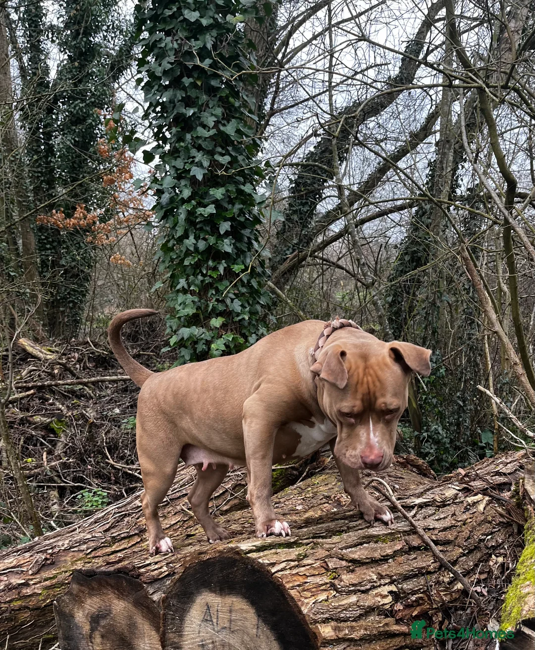 Mixed Breed dogs for sale: Elsa  - Advert 1