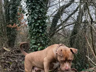 Mixed Breed dogs Elsa - Advert 1