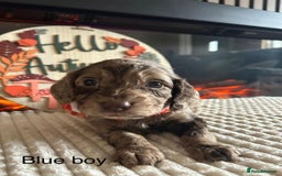 Cocker Spaniel dogs for sale: Cocker spaniel merle puppies - Image 13