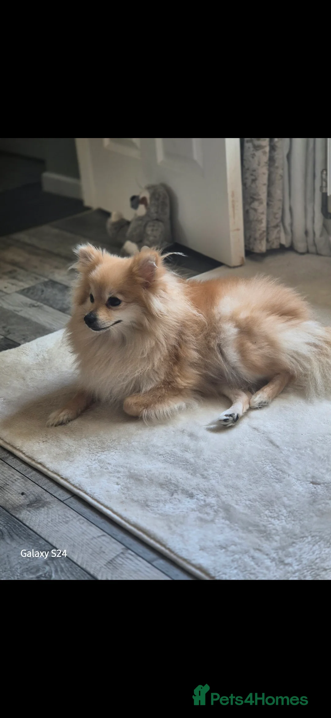 Pomeranian dogs for sale: Pomeranian 6 years old - Advert 12
