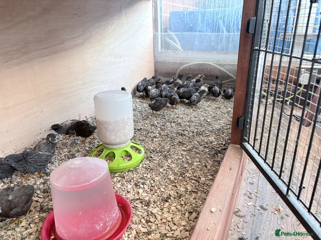 Quail poultry for sale: Quails for sale in Peterborough - Advert 1