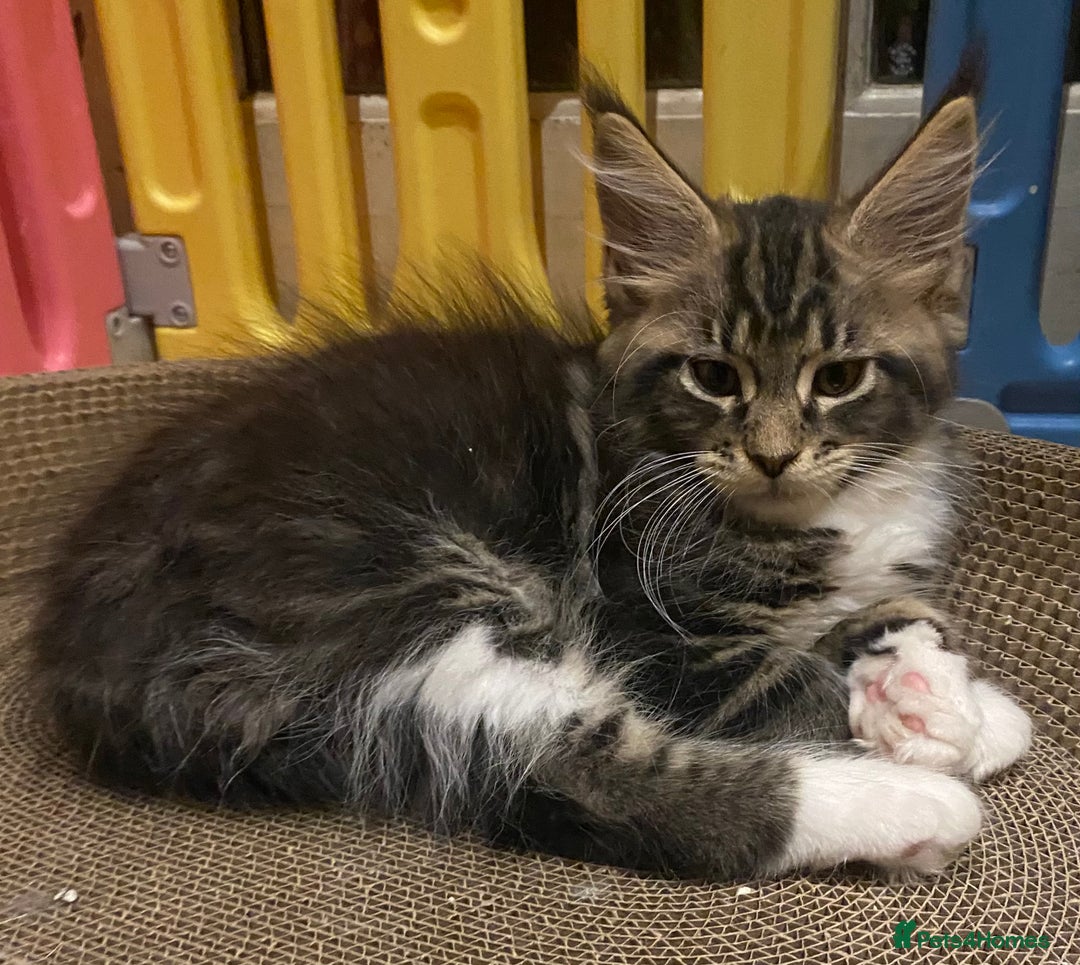 Maine Coon cats for sale: Beautiful Maine Coon Kitten - Champion Lines - Image 11