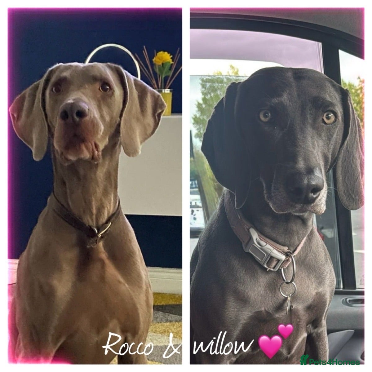 Weimaraner dogs KC Registered Weimaraner Puppies - Advert 1