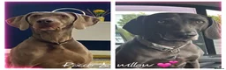 Weimaraner dogs for sale: KC Registered Weimaraner Puppies - Advert 1