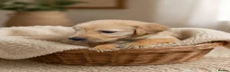 Golden Retriever dogs for sale: READY TO LEAVE 1 BOY Golden Retriever puppy - Advert 3