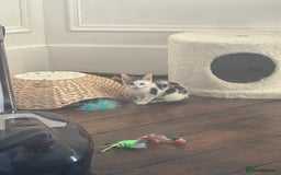 Bengal cats for sale: Begal X Turkish Van kitten  - Image 5