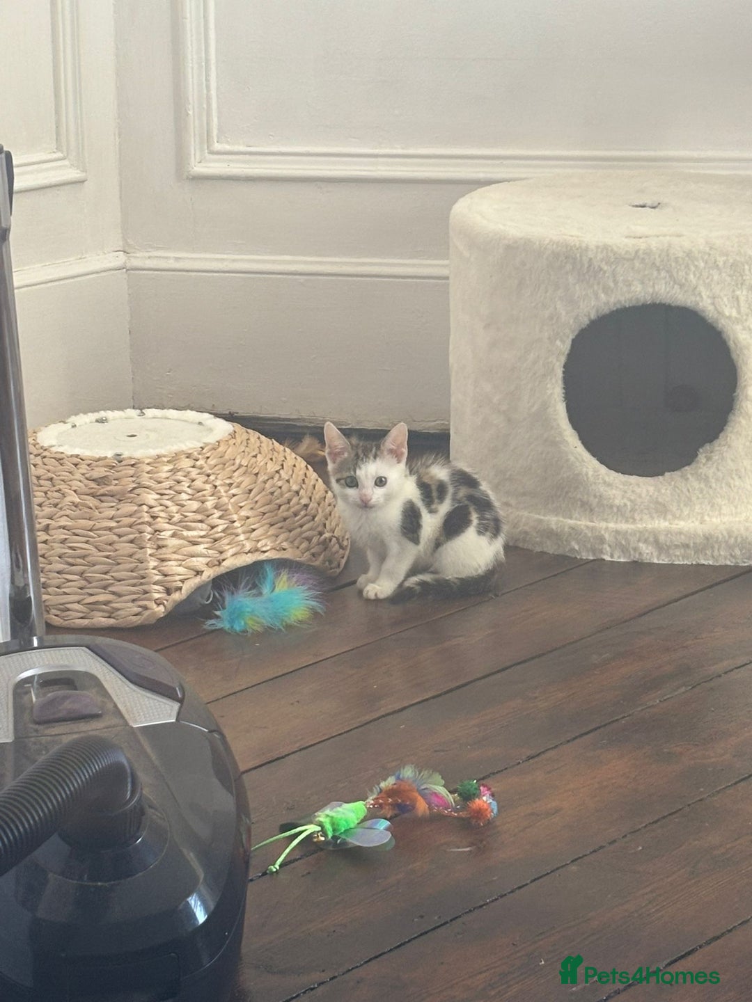 Bengal cats for sale: Begal X Turkish Van kitten  - Image 5