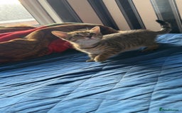 Domestic Shorthair cats for sale: 4 beautiful kittens, £100 each!! - Image 11