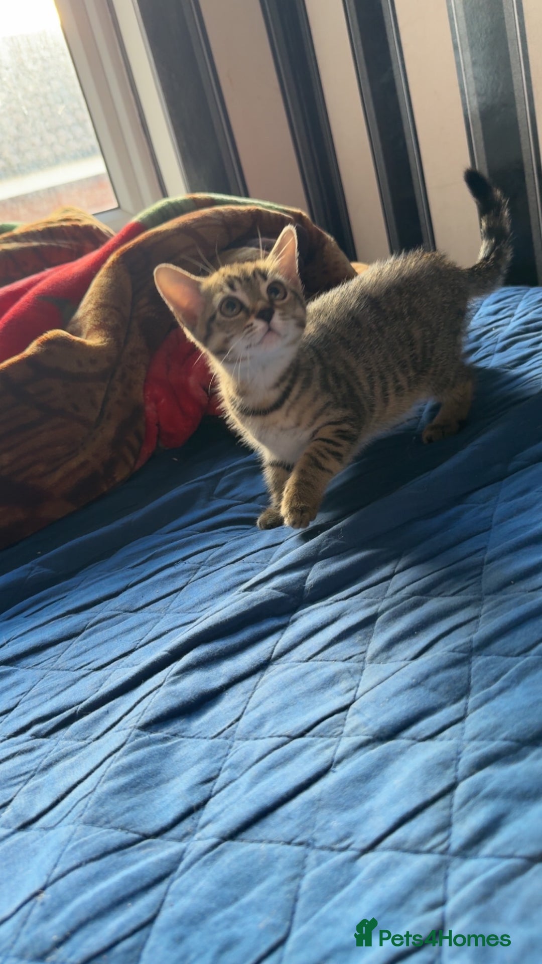 Domestic Shorthair cats for sale: 4 beautiful kittens, £100 each!! - Image 11