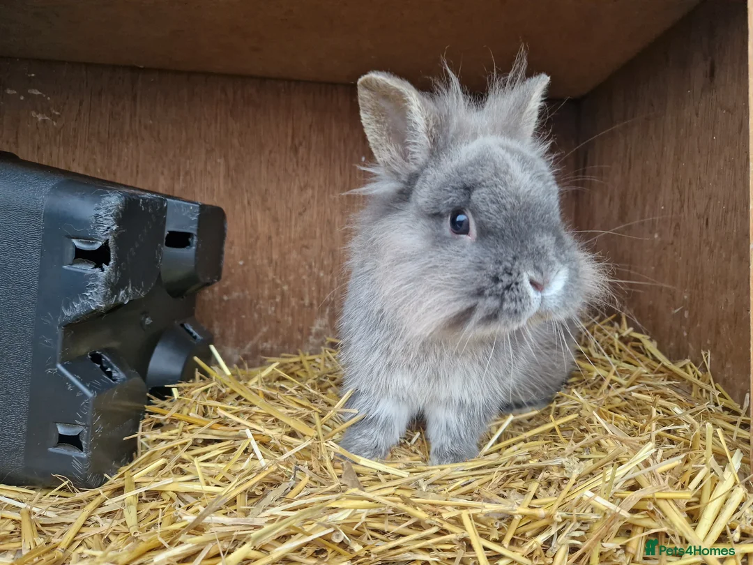 Mixed Breed rabbits for sale: Handsome cute young dwarf lionhead boy available - Advert 1