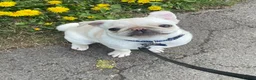 Pug dogs for sale: Pablo the Pug  - Advert 19