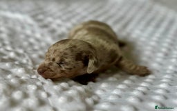 Miniature Dachshund dogs for sale: KC Miniature Isabella Dapple Dachshunds - Image 3
