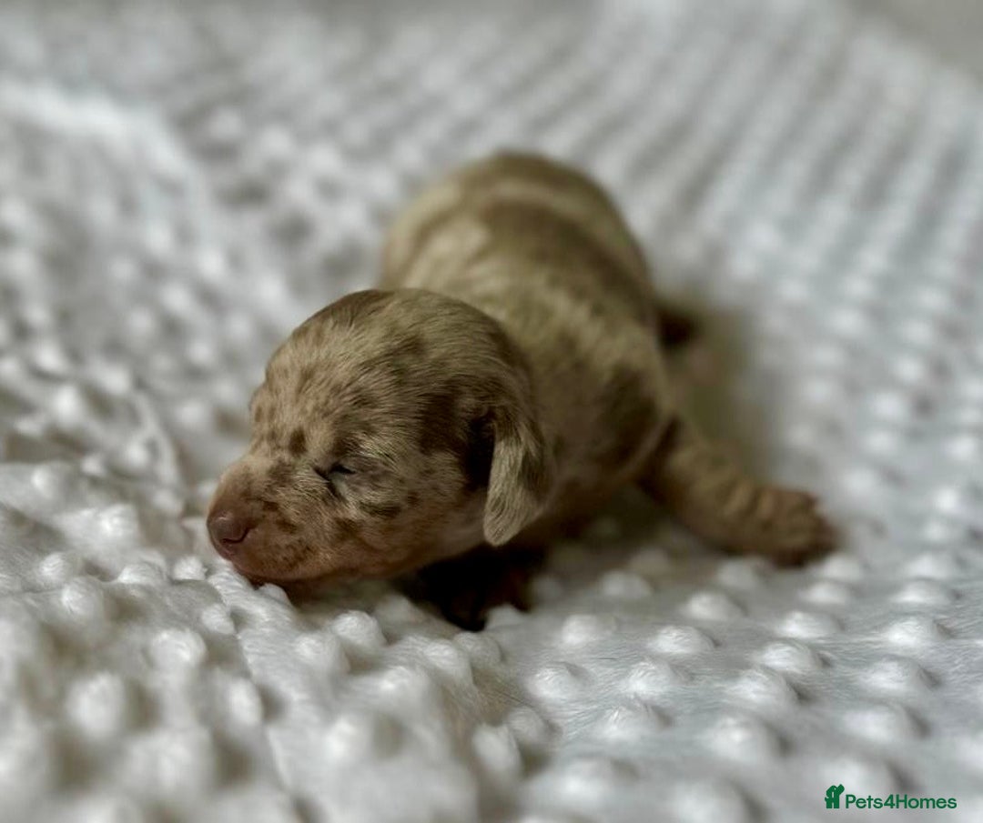 Miniature Dachshund dogs for sale: KC Miniature Isabella Dapple Dachshunds - Image 3