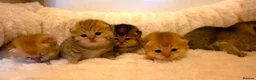 British Shorthair cats for sale: ✨GOLDEN SHIMMER BRITISH SHORTHAIR KITTENS ✨  - Advert 14