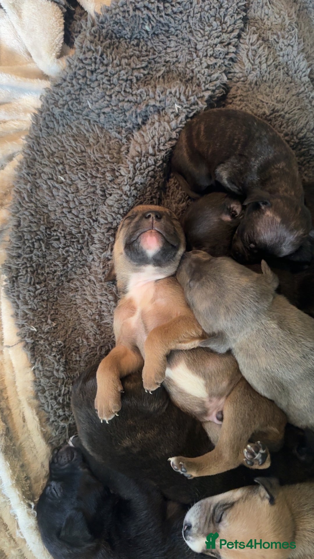 Mixed Breed dogs for sale: Staffy cross pups - Image 8