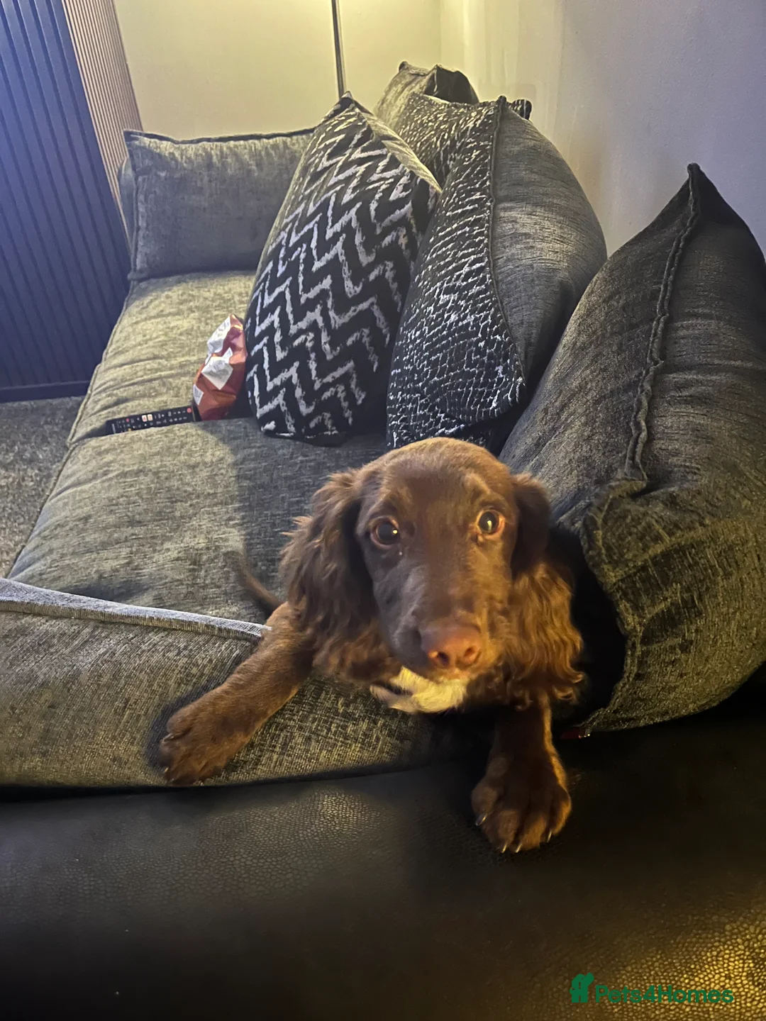 Cocker Spaniel dogs for sale: Cocker Spaniel - Advert 2