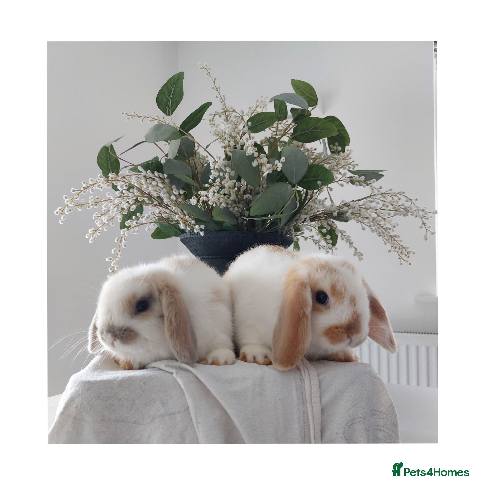 Mini Lop rabbits Baby Mini Lop Rabbits - Advert 1