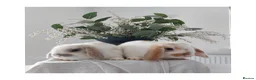 Mini Lop rabbits for sale: Baby Mini Lop Rabbits - Advert 1