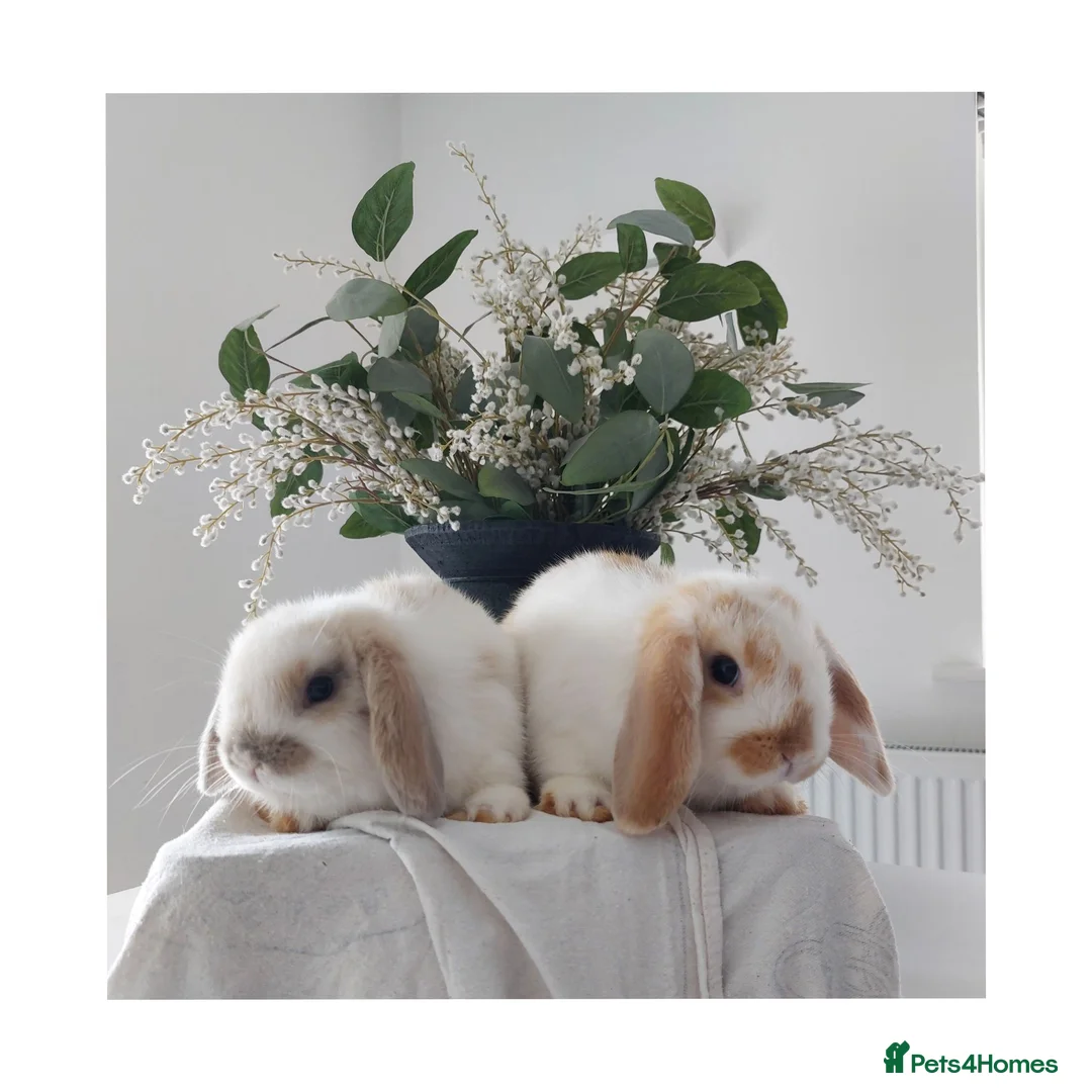 Mini Lop rabbits for sale: Baby Mini Lop Rabbits - Advert 1