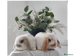 Mini Lop rabbits Baby Mini Lop Rabbits - Advert 1
