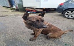 German Shepherd dogs for sale: German shaft - Image 7