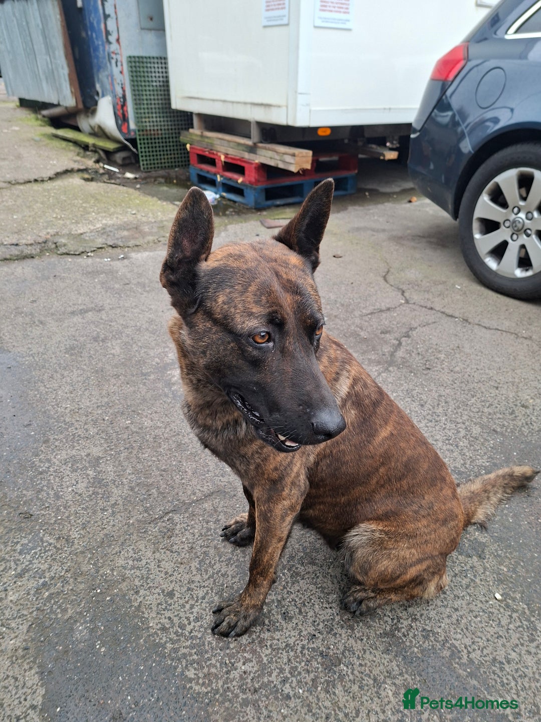 German Shepherd dogs for sale: German shaft - Image 7