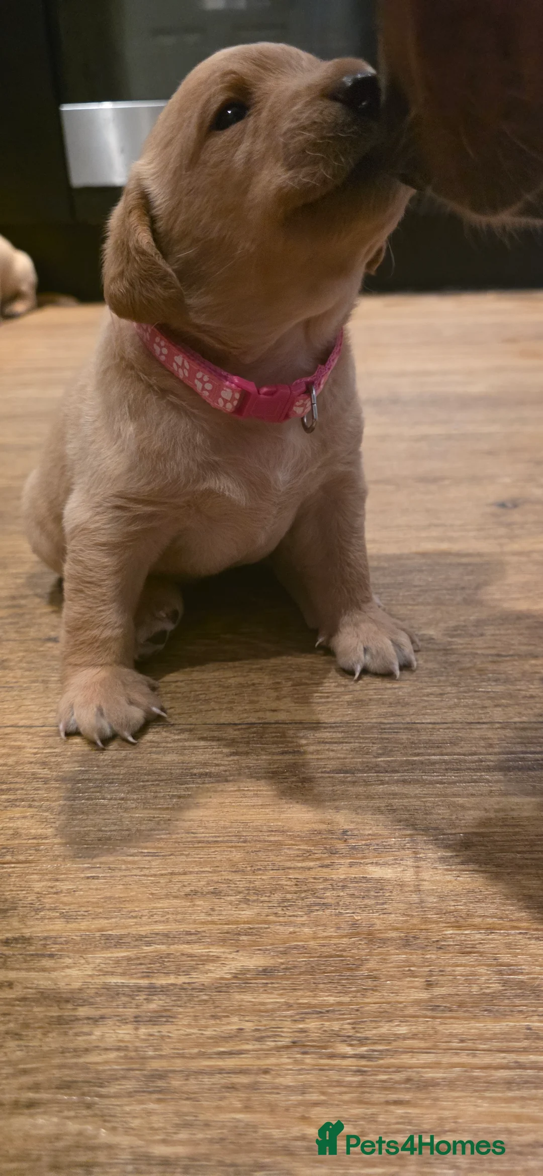 Labrador Retriever dogs for sale: Labrador Retriever  - Advert 27