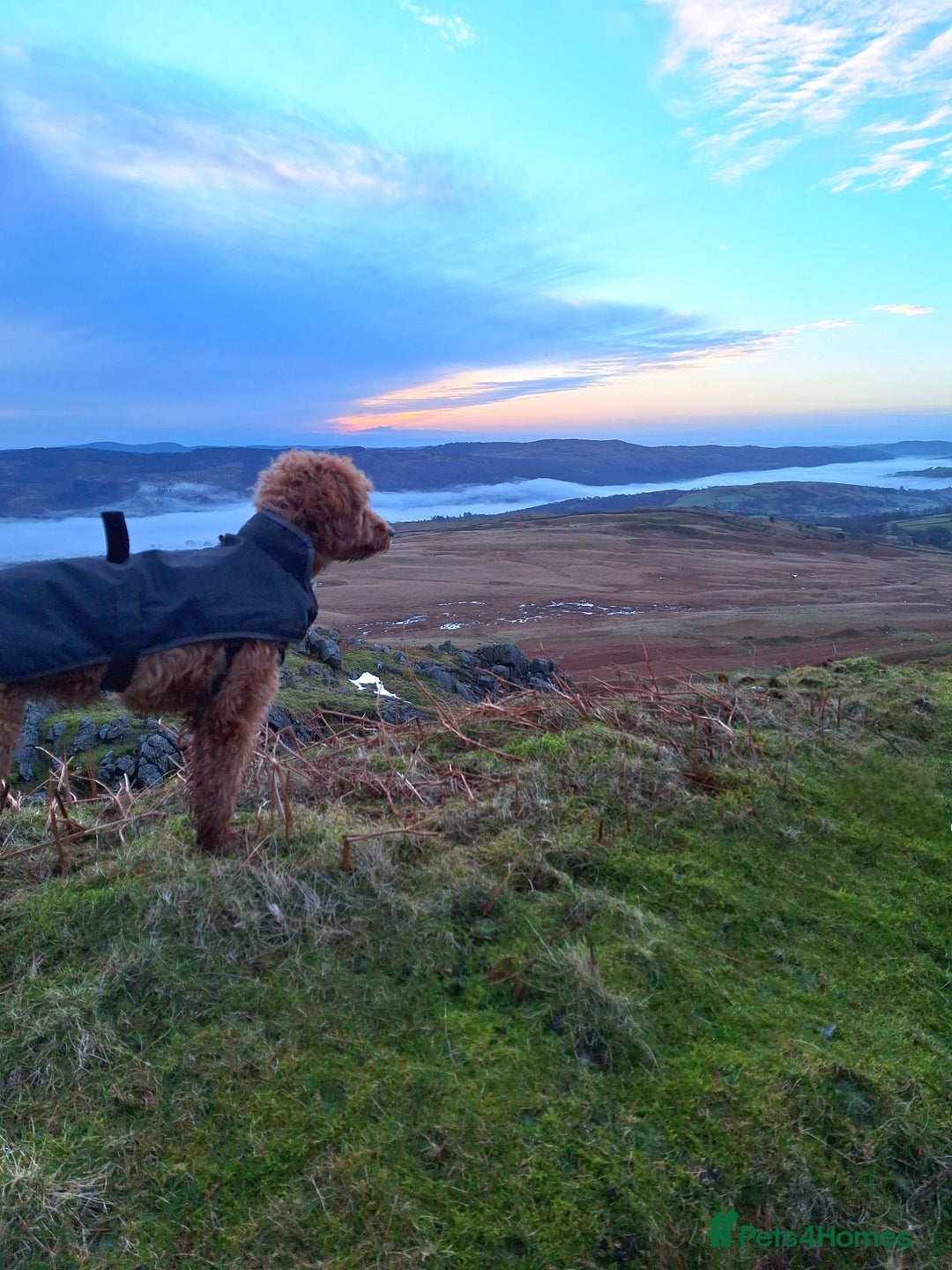 Cockapoo dogs for sale: f1 apricot cockapoo - Advert 8