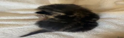 Mixed Breed cats for sale: 6x Scottish Fold/Main Coon/Bengal Kittens  - Advert 6