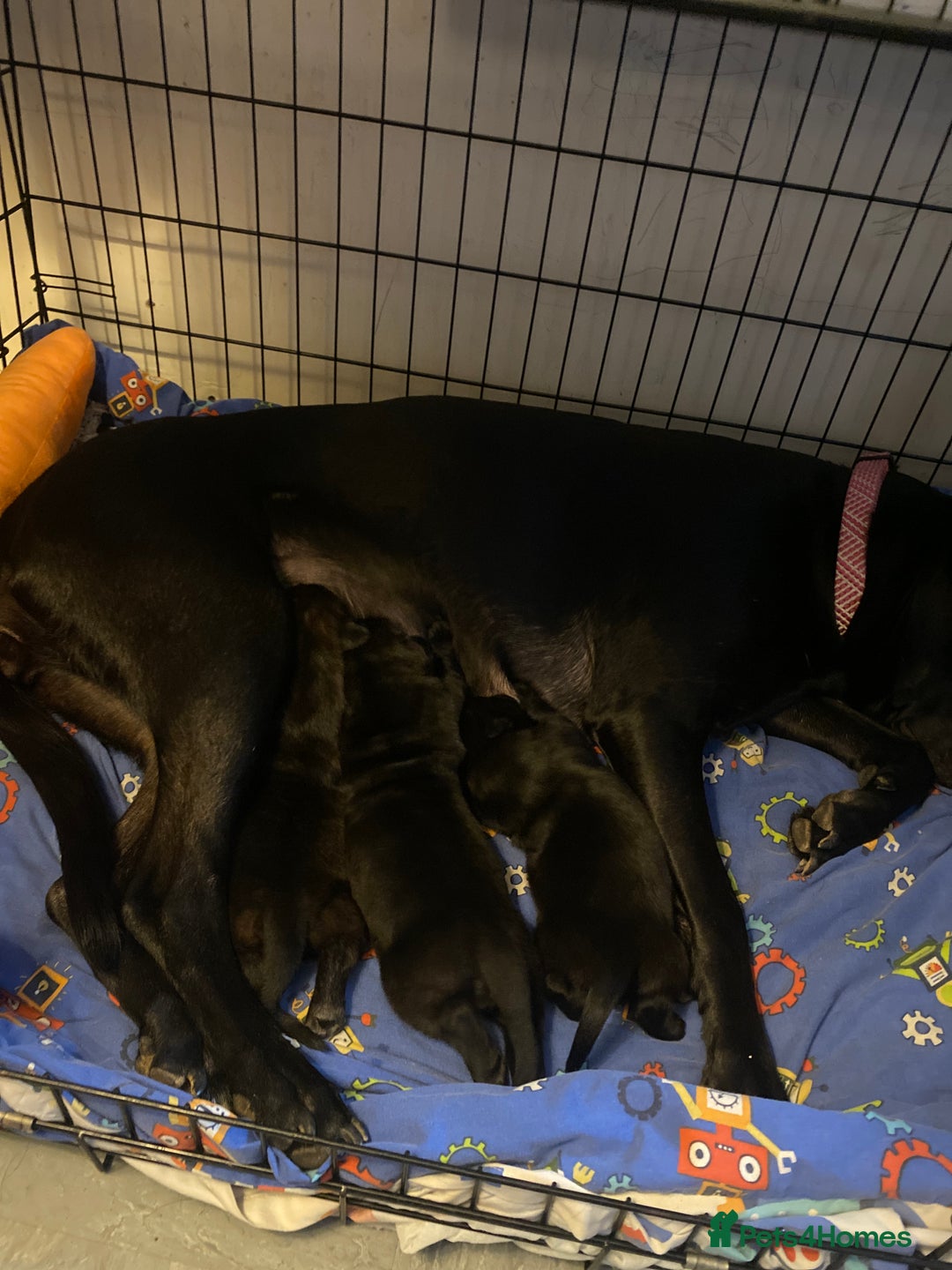 Mixed Breed dogs for sale: Belgian malanious mixed canecorso  - Advert 2