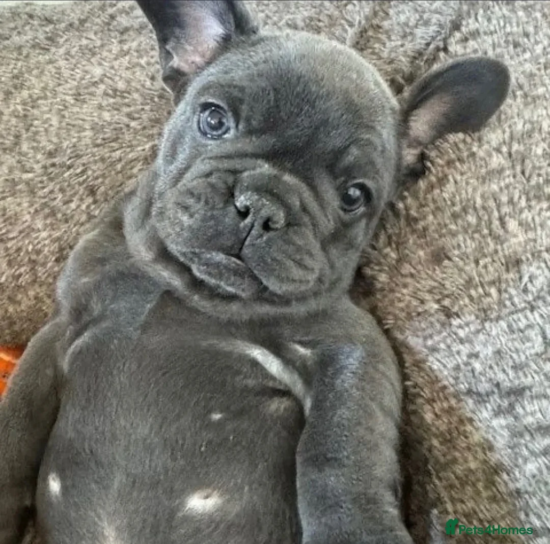 French Bulldog dogs for sale: French bulldog  - Advert 1