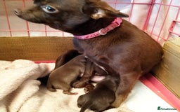 Chihuahua dogs for sale: Chihuahua puppies Tiny qty 2 remain - Image 9