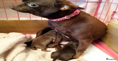 Chihuahua dogs Chihuahua puppy  1 Remains. - Advert 10