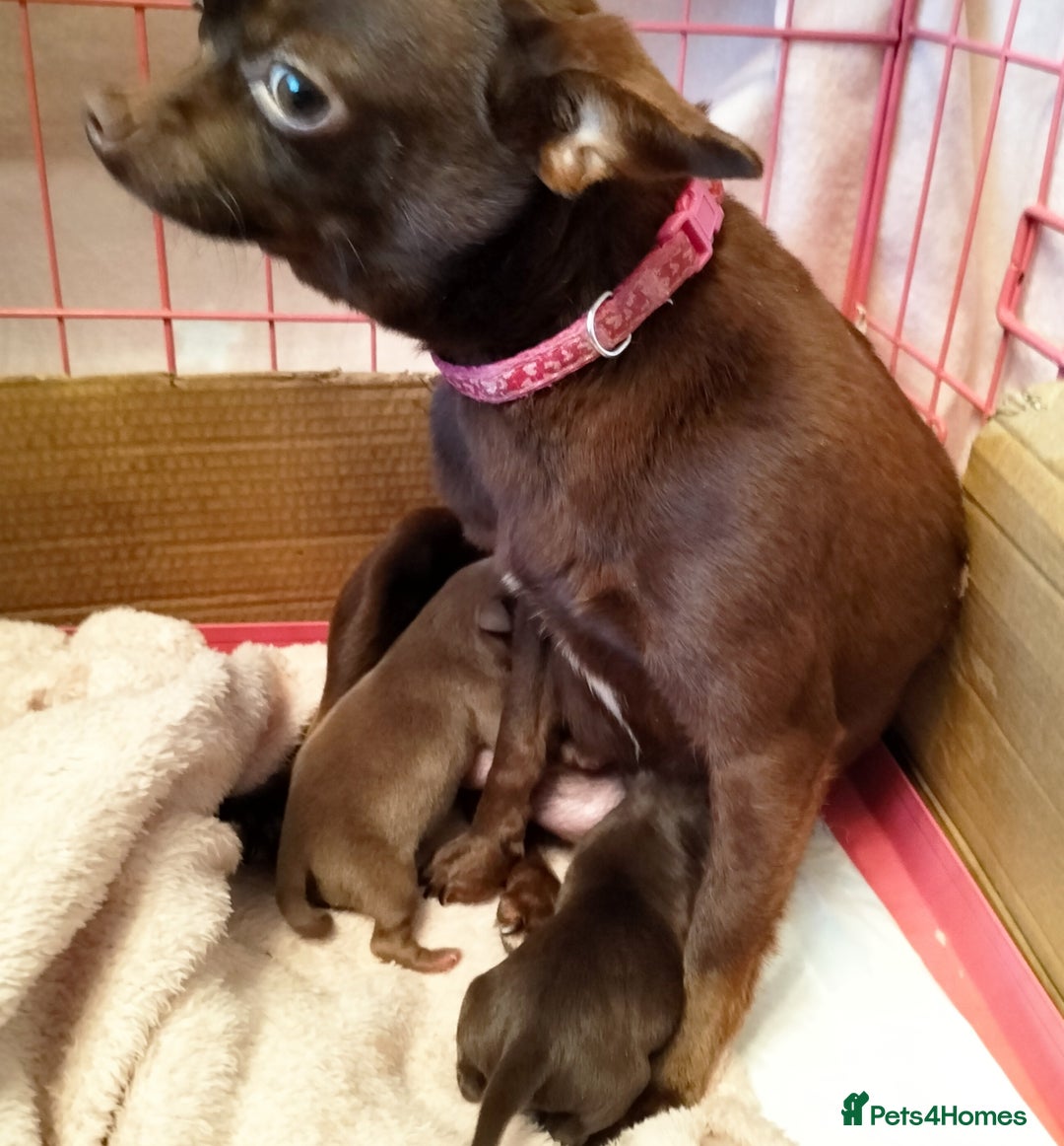 Chihuahua dogs for sale: Chihuahua puppies Tiny qty 2 remain - Image 9