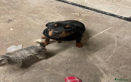 Rottweiler dogs for sale: Rottweiler/rotty puppies - Image 10