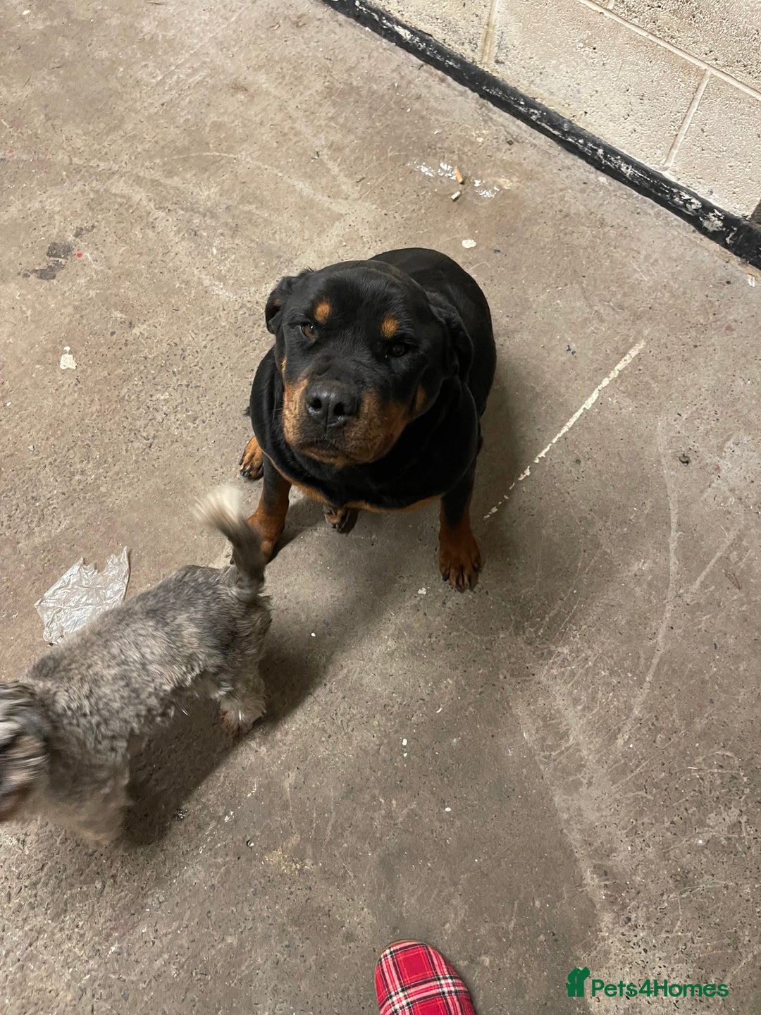 Rottweiler dogs for sale: Rottweiler/rotty puppies - Image 10
