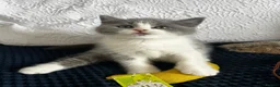 British Shorthair cats for sale: Registered Ready to go SOON British Shorthair  - Advert 5