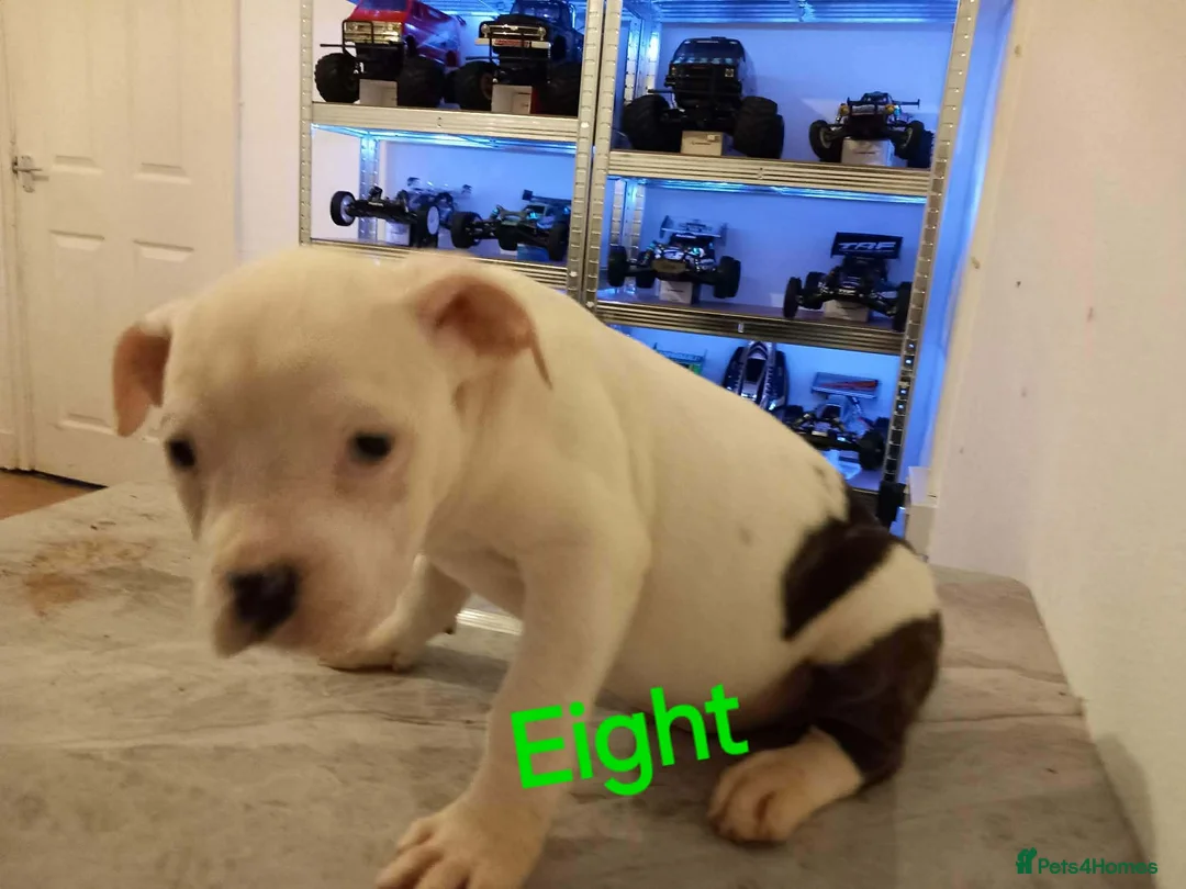 Mixed Breed dogs for sale: staffy cross old tyme bulldog pups  in Maesteg - Advert 7