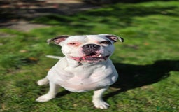 American Bulldog dogs for sale: Rescue Ozzy  - Image 31