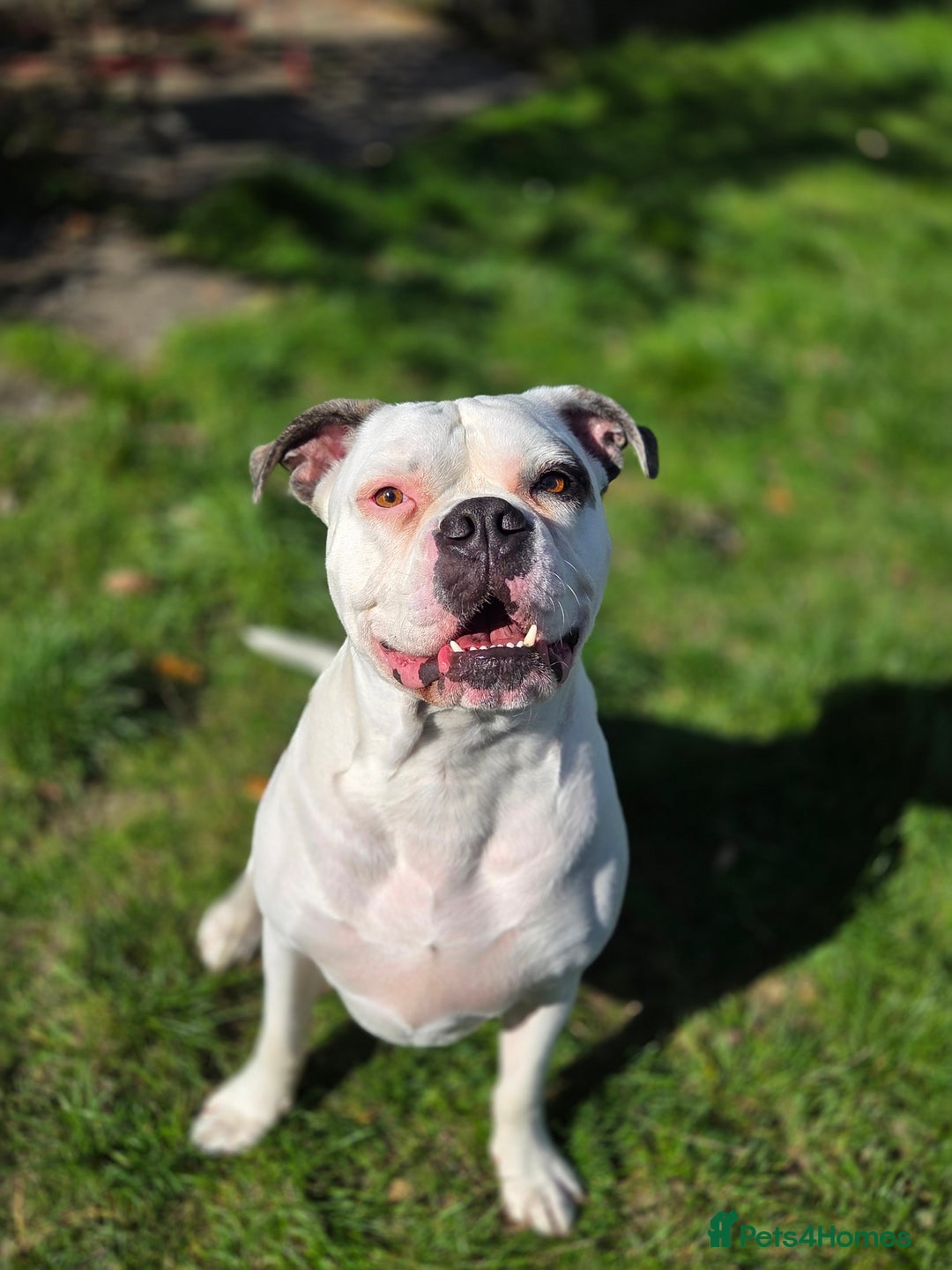 American Bulldog dogs for sale: Rescue Ozzy  - Image 31