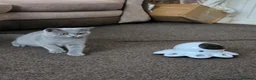 British Shorthair cats for sale:  Ready Now dual registered active,please read - Advert 6