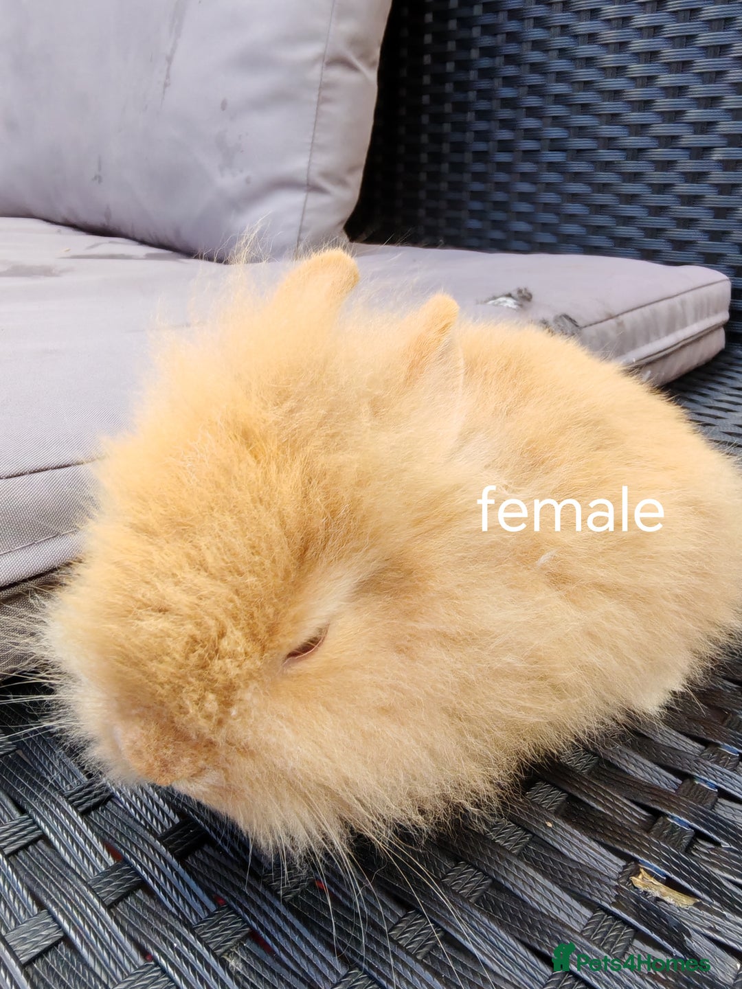 Lionhead rabbits for sale: Double maned lion head babies ready to leave now - Image 7