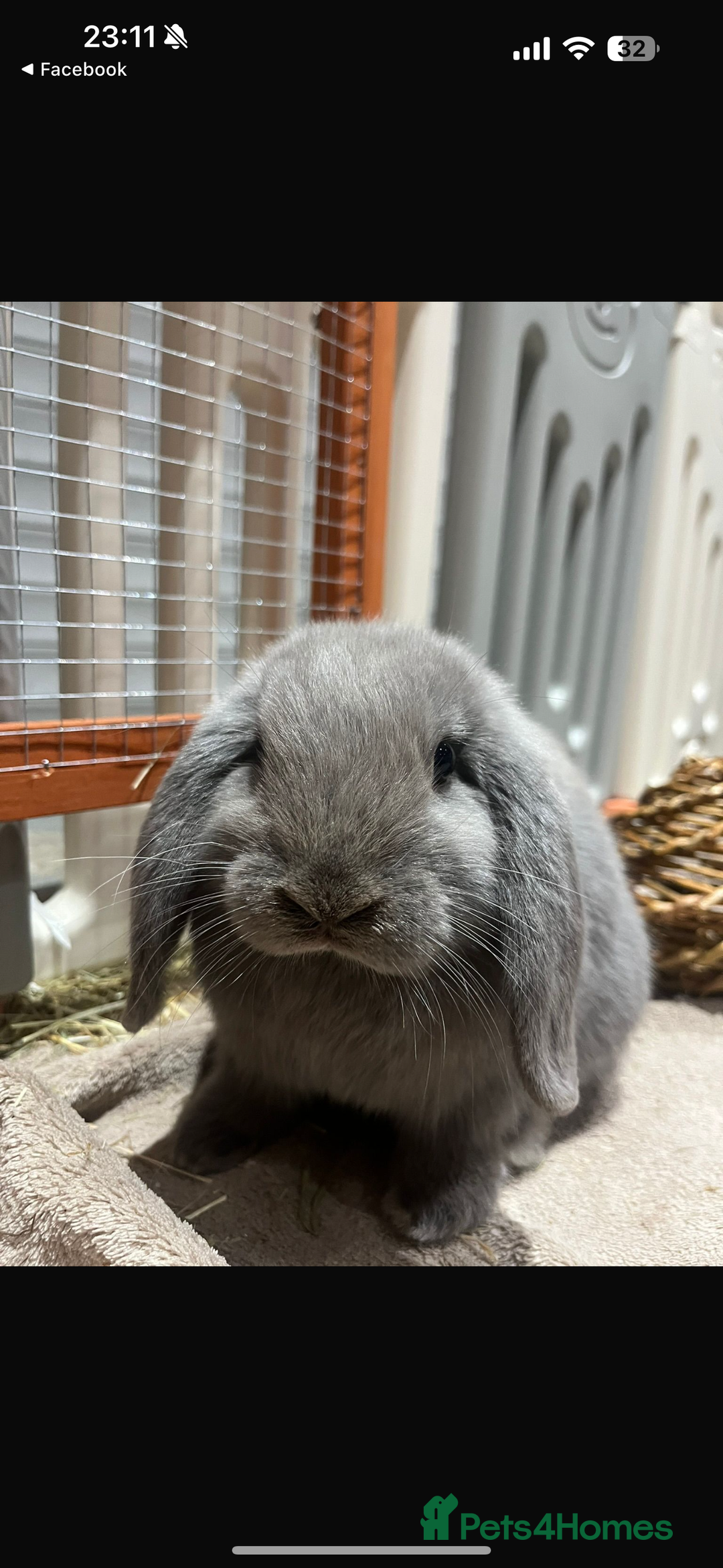 English Lop rabbits for sale: 2 female Beautiful rabbits for sale mini lops - Image 3
