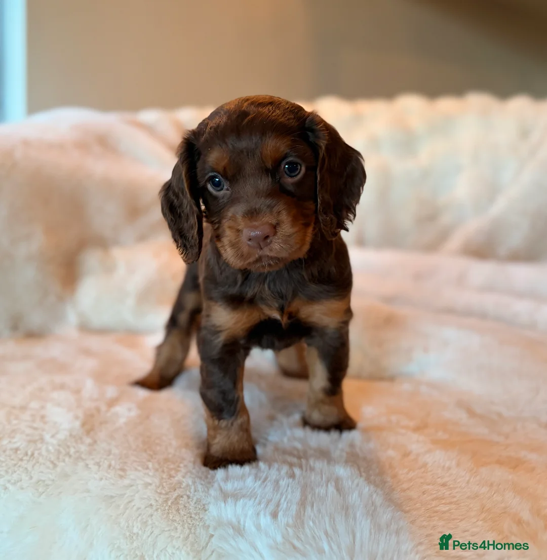 Cocker Spaniel dogs for sale: BEAUTIFUL KC REG CHOC-TAN COCKER SPANIEL PUPS - Advert 11