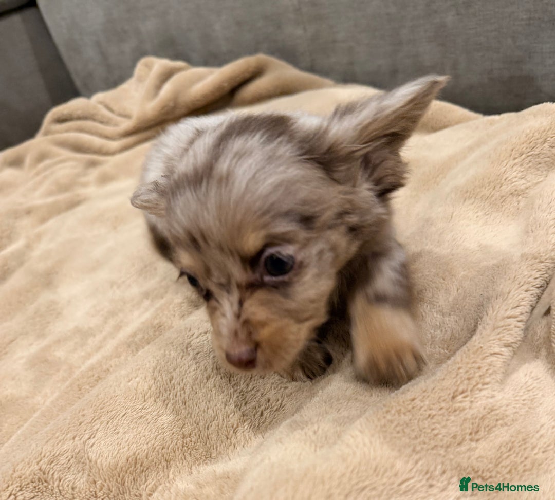 Mixed Breed dogs for sale: Mini Dachshund–Pomchi Pups - Advert 10
