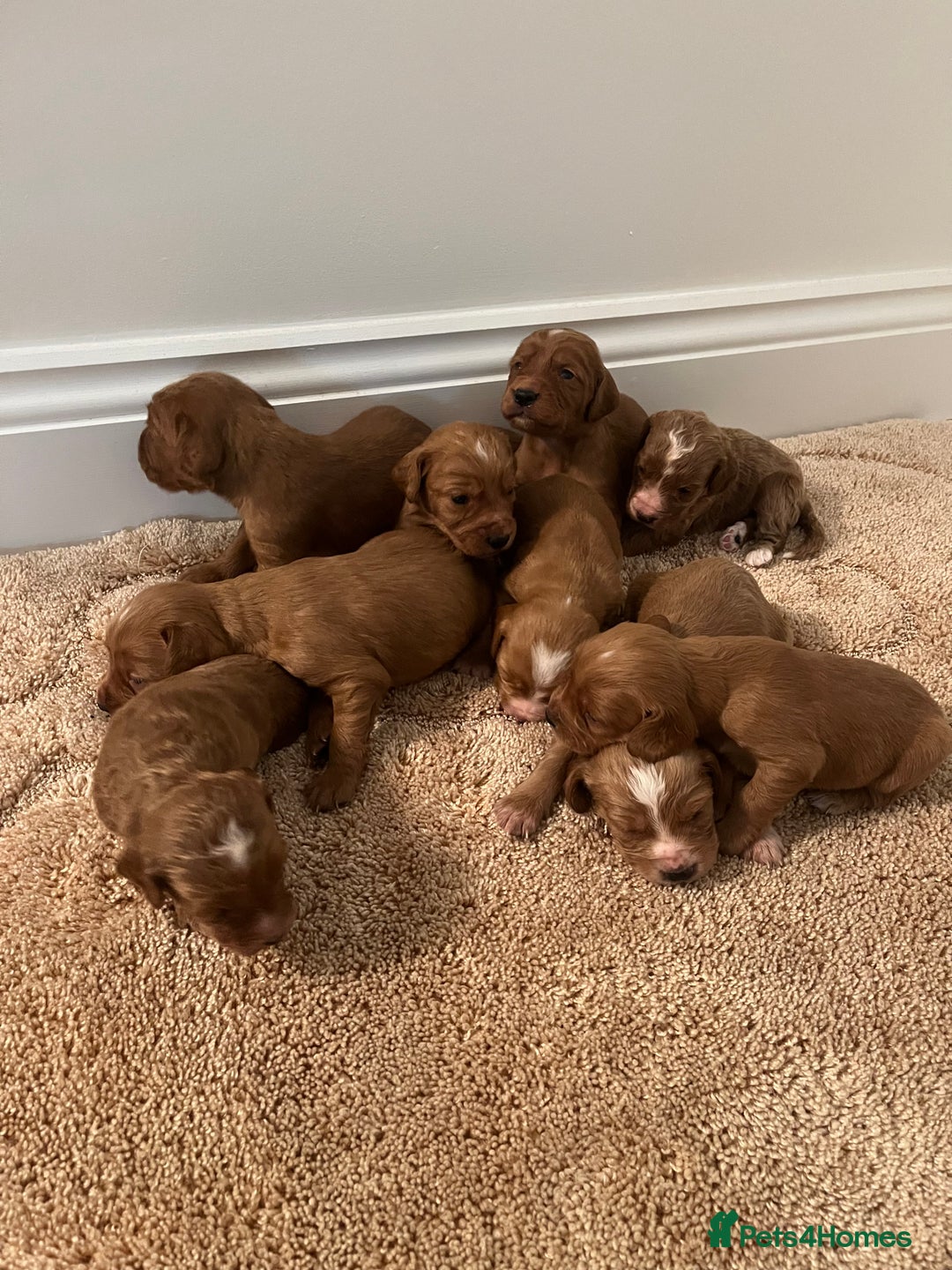 Cockapoo dogs for sale: Cockpoo puppies - Advert 10