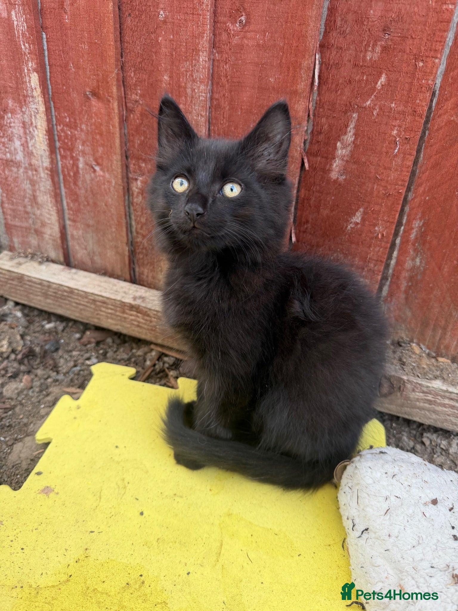 Mixed Breed cats Three Sweet Kittens Need a New Home! - Advert 15