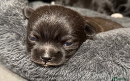 Mixed Breed dogs for sale: Malchi Puppies Looking for Their Forever Homes  - Image 10